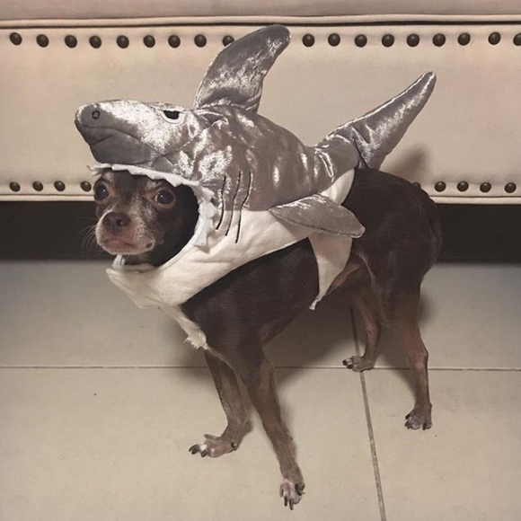 DOG COSTUME BUNDLE!!! Doggie Halloween!!! 🎃🦈 🌭 - Picture 3 of 12